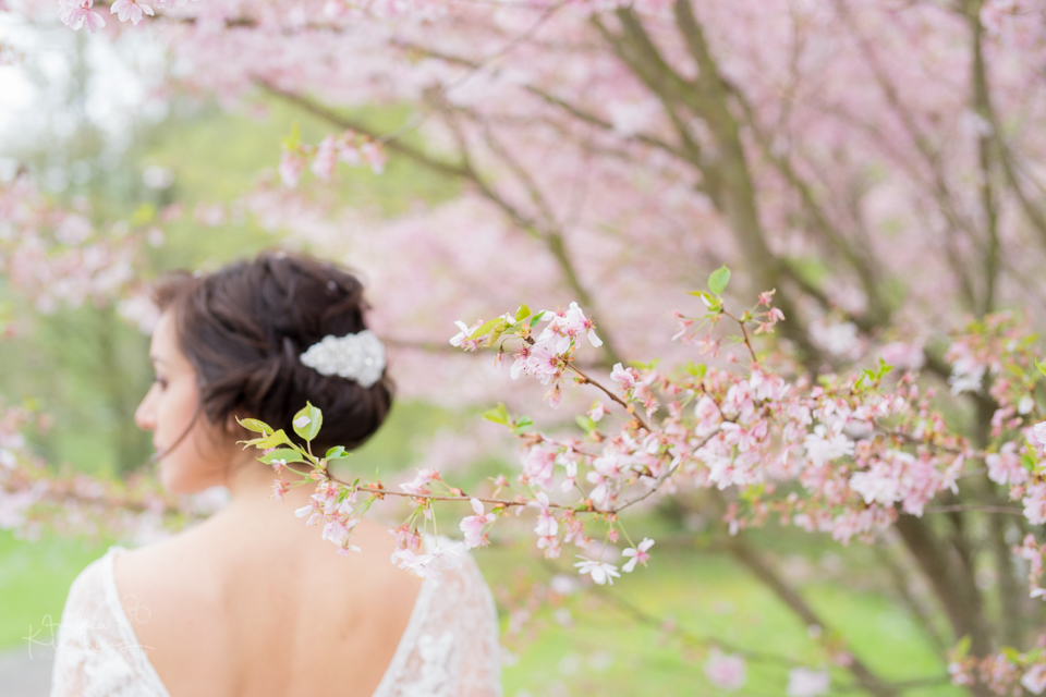 Kirschblueten Cherry blossom trees